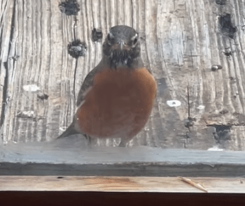 Image of Robin Reflection